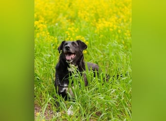 Der freundliche Jack sucht sein Körbchen