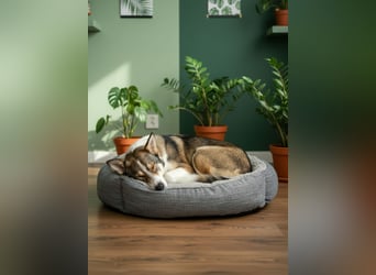 Traum zuhause für Choppy gesucht