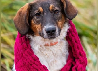 Greta sucht ihre Menschen für immer