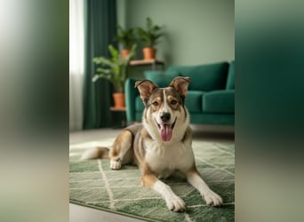 Traum zuhause für Choppy gesucht