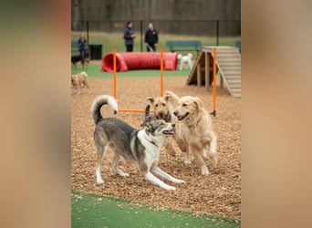 Traum zuhause für Choppy gesucht