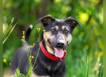 Sean sucht seine begleiter fürs leben
