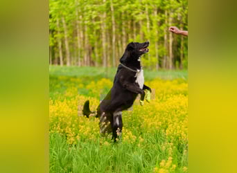 Der freundliche Jack sucht sein Körbchen