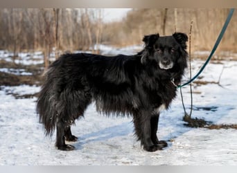 Ruhiger Brig sucht ruhige Menschen ( 43 cm)