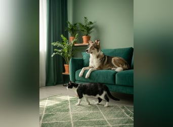 Traum zuhause für Choppy gesucht