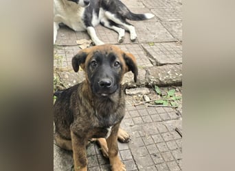 Silas sucht sein "Für-immer-Zuhause"