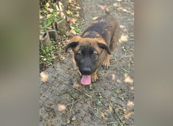 Silas sucht sein "Für-immer-Zuhause"