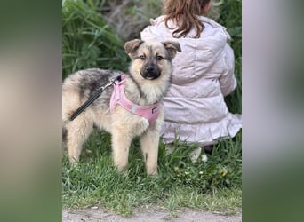 Velina sucht ihr "Für-immer-Zuhause"