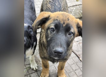 Silas sucht sein "Für-immer-Zuhause"