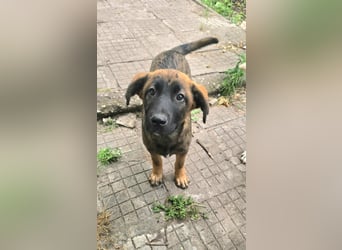 Silas sucht sein "Für-immer-Zuhause"