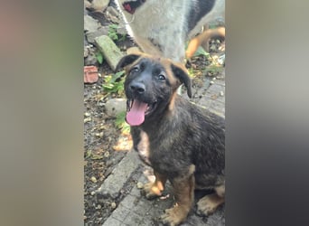 Silas sucht sein "Für-immer-Zuhause"