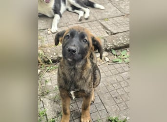 Silas sucht sein "Für-immer-Zuhause"