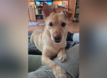 Kleiner, sensibler Hund mit großem Herzen sucht  verständnisvolles Zuhause