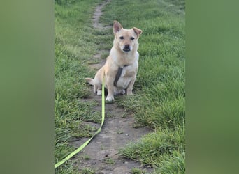 Kleiner, sensibler Hund mit großem Herzen sucht  verständnisvolles Zuhause