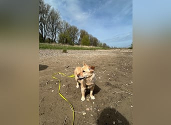 Kleiner, sensibler Hund mit großem Herzen sucht  verständnisvolles Zuhause