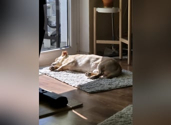 Kleiner, sensibler Hund mit großem Herzen sucht  verständnisvolles Zuhause