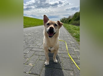 Kleiner, sensibler Hund mit großem Herzen sucht  verständnisvolles Zuhause
