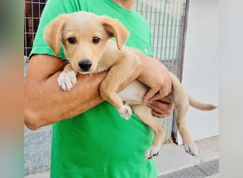 Saretta – wer setzt ein Hunde-Baby einfach im Wald aus?