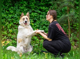 In 4 Tagen wird Nessie für immer im Tierheim sein. Ort: 99947 Bad Langensalza