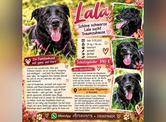 Schöne schwarze Lala sucht Traumzuhause