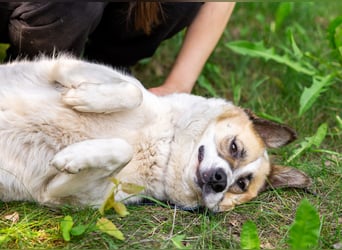 In 4 Tagen wird Nessie für immer im Tierheim sein. Ort: 99947 Bad Langensalza
