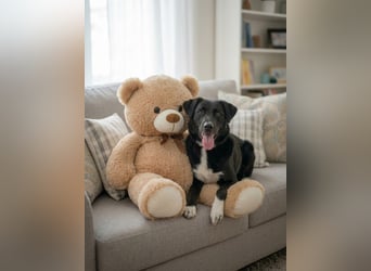 Der freundliche Jack sucht sein Körbchen