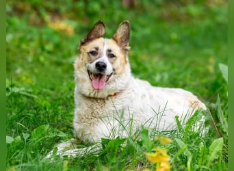 In 4 Tagen wird Nessie für immer im Tierheim sein. Ort: 99947 Bad Langensalza