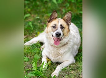 In 4 Tagen wird Nessie für immer im Tierheim sein. Ort: 99947 Bad Langensalza