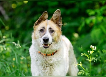 In 4 Tagen wird Nessie für immer im Tierheim sein. Ort: 99947 Bad Langensalza