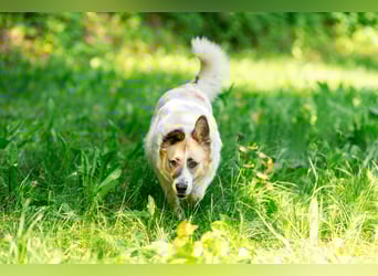 In 4 Tagen wird Nessie für immer im Tierheim sein. Ort: 99947 Bad Langensalza