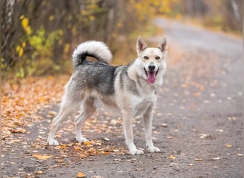 Freundlicher und aktiver Ford sucht seine Familie