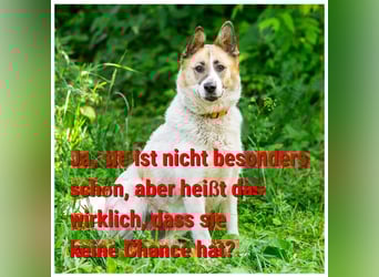 In 4 Tagen wird Nessie für immer im Tierheim sein. Ort: 99947 Bad Langensalza