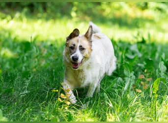 In 4 Tagen wird Nessie für immer im Tierheim sein. Ort: 99947 Bad Langensalza