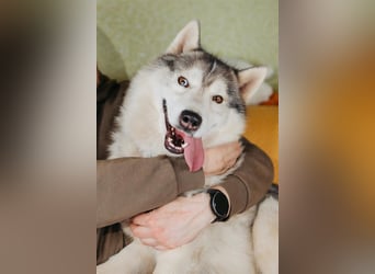 Wunderschöner Rocky sucht Familie