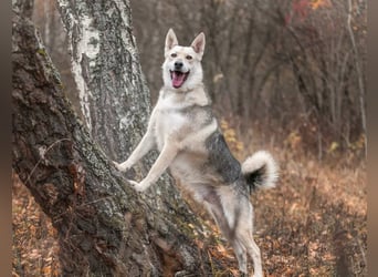 Freundlicher und aktiver Ford sucht seine Familie