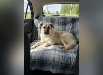 Jessie sucht ein aktives Leben