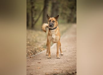 Selbstbewusster Ryzhik sucht neue Familie