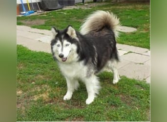 SMILLA - Eine liebe und total entspannte Hündin