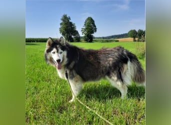 SMILLA - Eine liebe und total entspannte Hündin