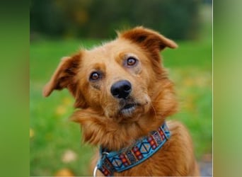 TASSILO -ein lieber und aufgeweckter Hund