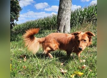 TASSILO -ein lieber und aufgeweckter Hund