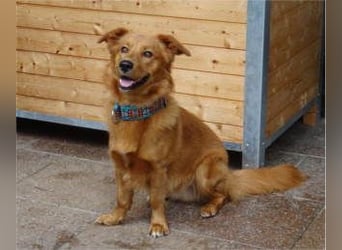 TASSILO -ein lieber und aufgeweckter Hund