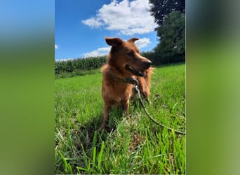 TASSILO -ein lieber und aufgeweckter Hund