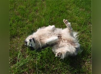 SMILLA - Eine liebe und total entspannte Hündin