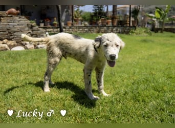 Kelly, Lucky und Brisco suchen ein Zuhause