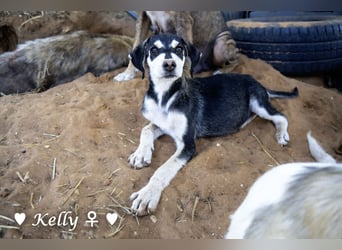 Kelly, Lucky und Brisco suchen ein Zuhause