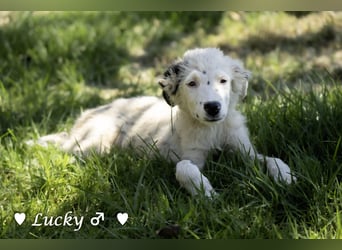Kelly, Lucky und Brisco suchen ein Zuhause