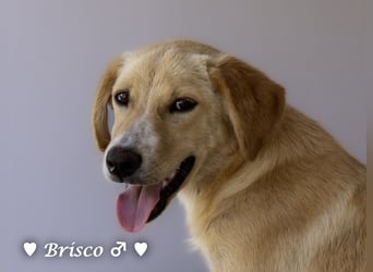 Kelly, Lucky und Brisco suchen ein Zuhause