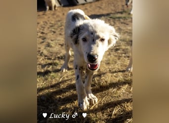 Kelly, Lucky und Brisco suchen ein Zuhause