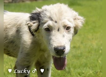Kelly, Lucky und Brisco suchen ein Zuhause